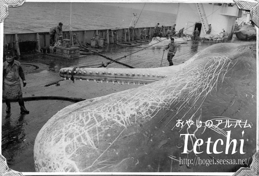 鯨の髭を使った完全手作りの「クジラ船(パネル付き)」くじら/ヒゲ/見事